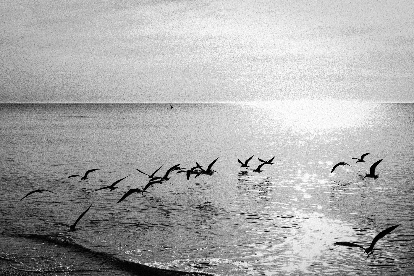 Birds flying over the water in Florida