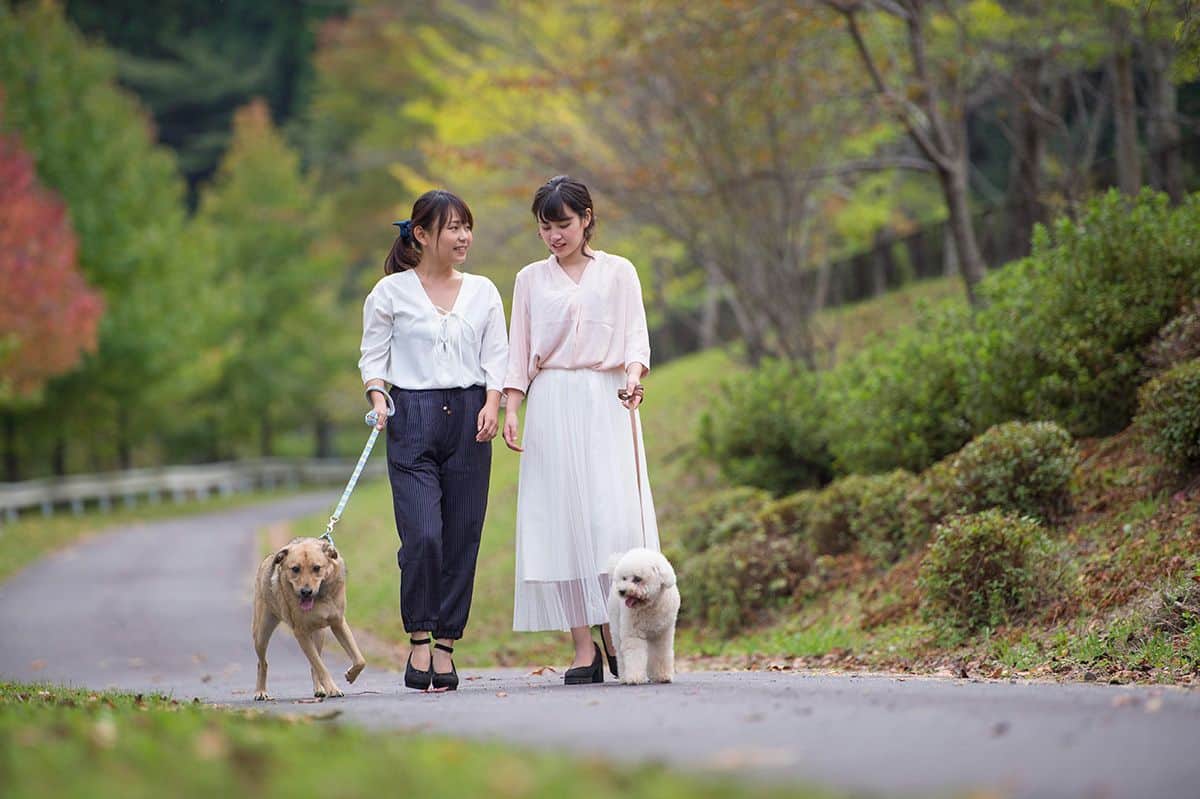 お散歩コース - 0