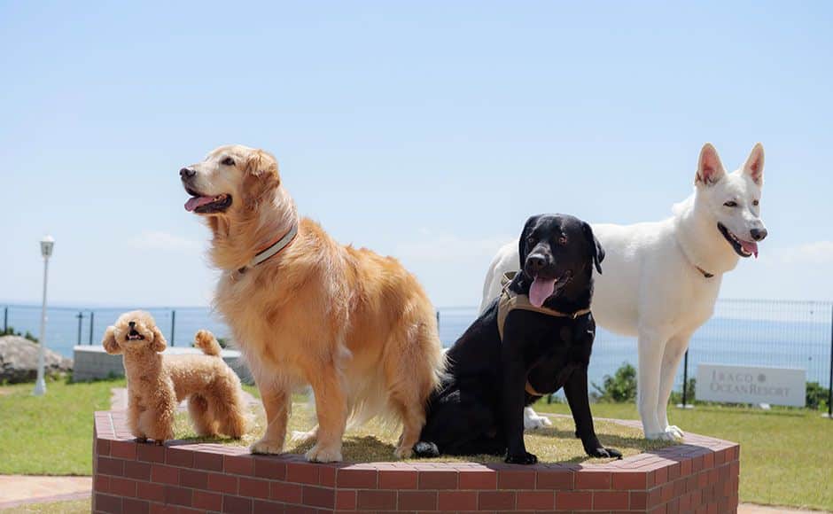 Dog Park（狗跑道）- 1