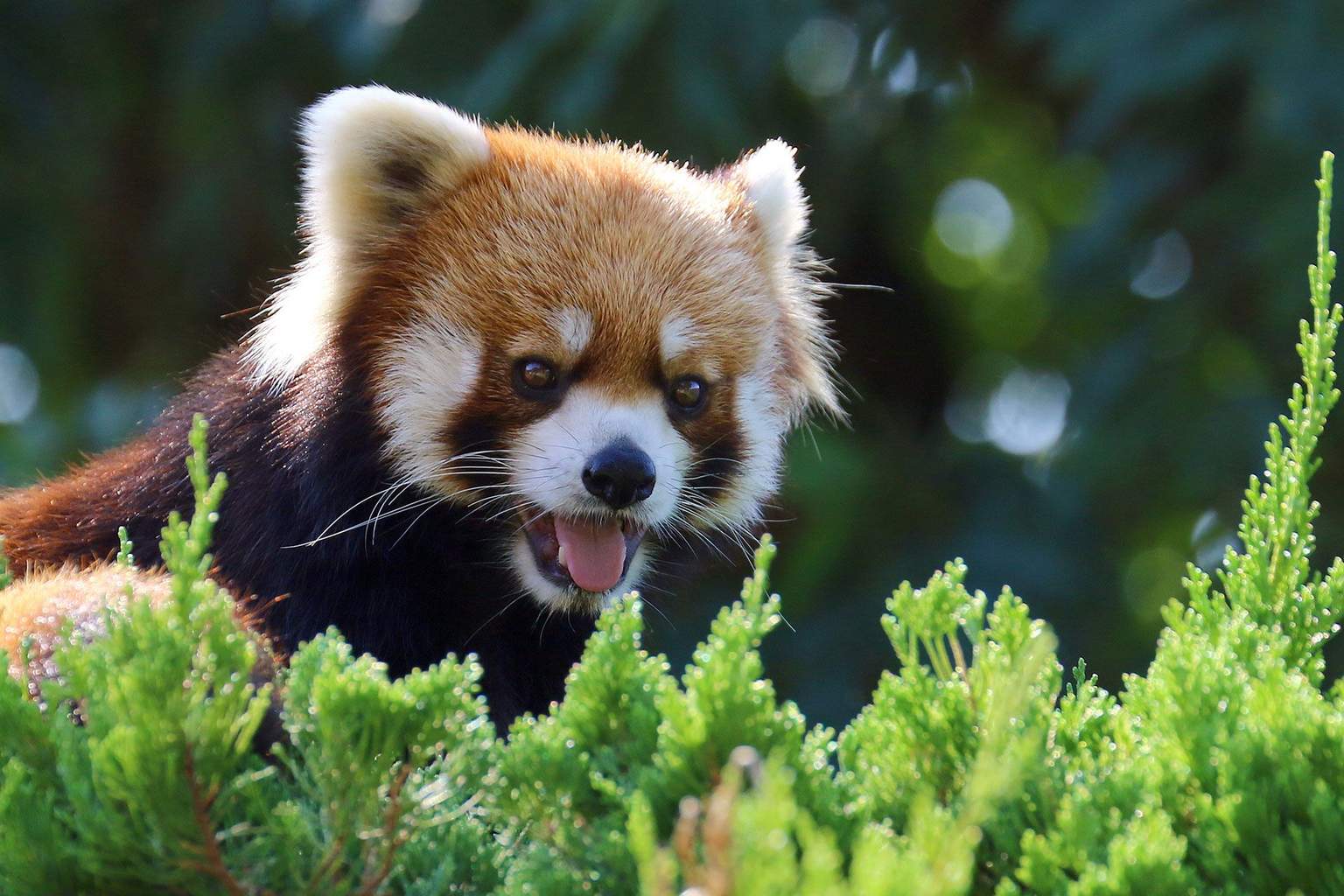 九十九島動植物園 森きらら