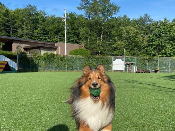 DOG PARK（アジリティガーデン）
