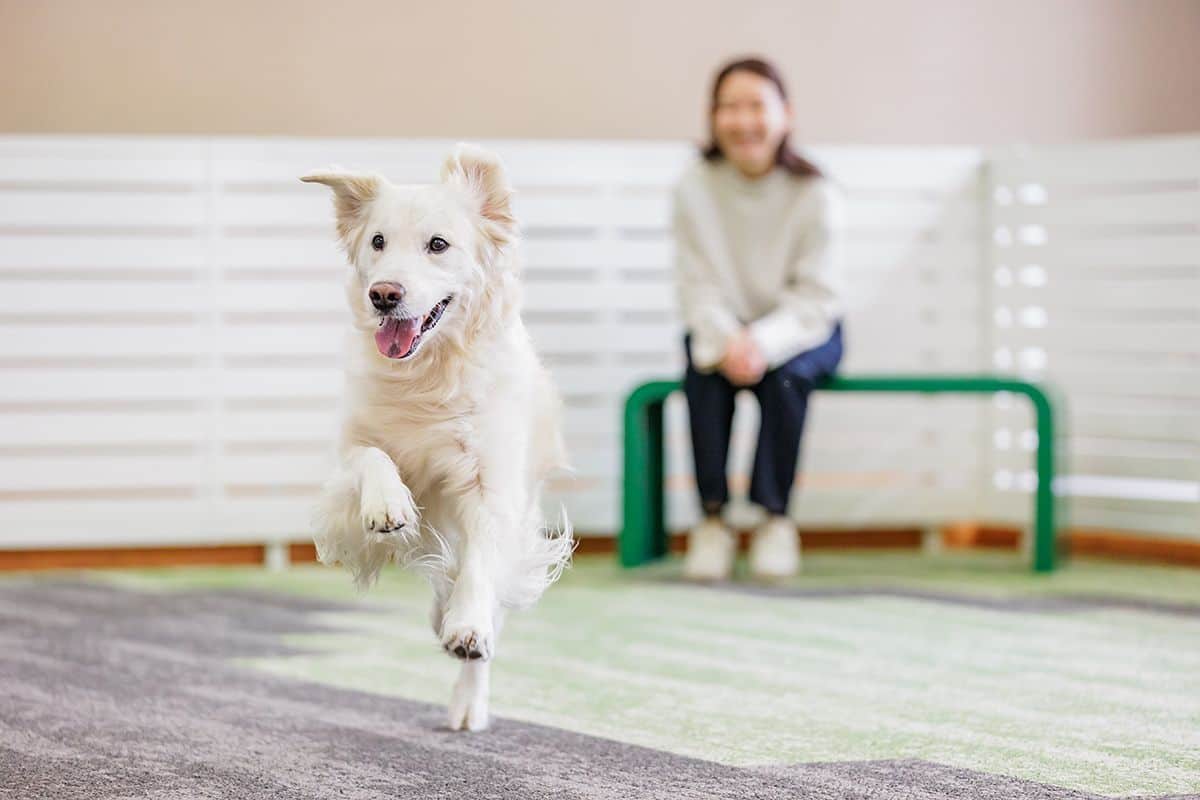 屋内プレイスペース（犬種フリー）