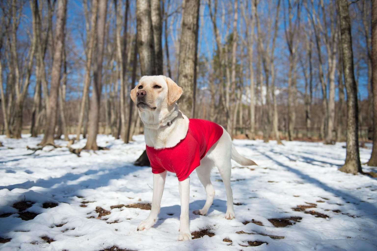 DOG PARK