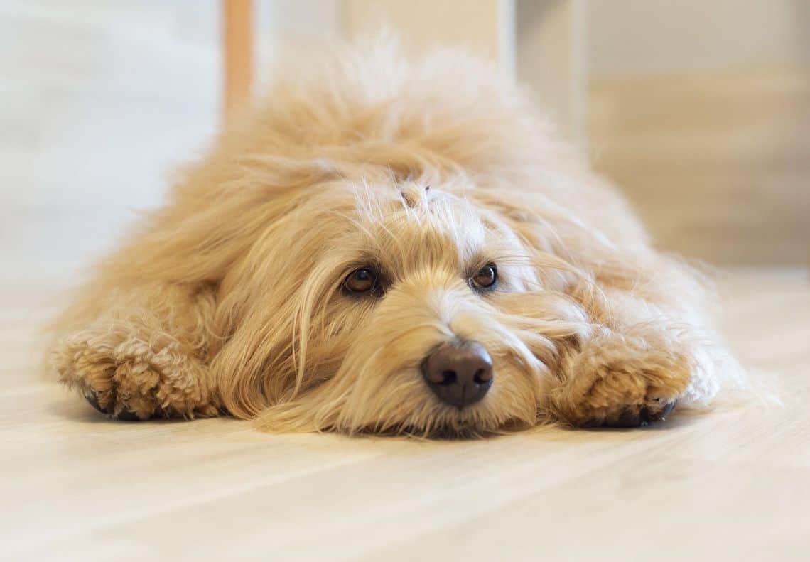 Pet dog care