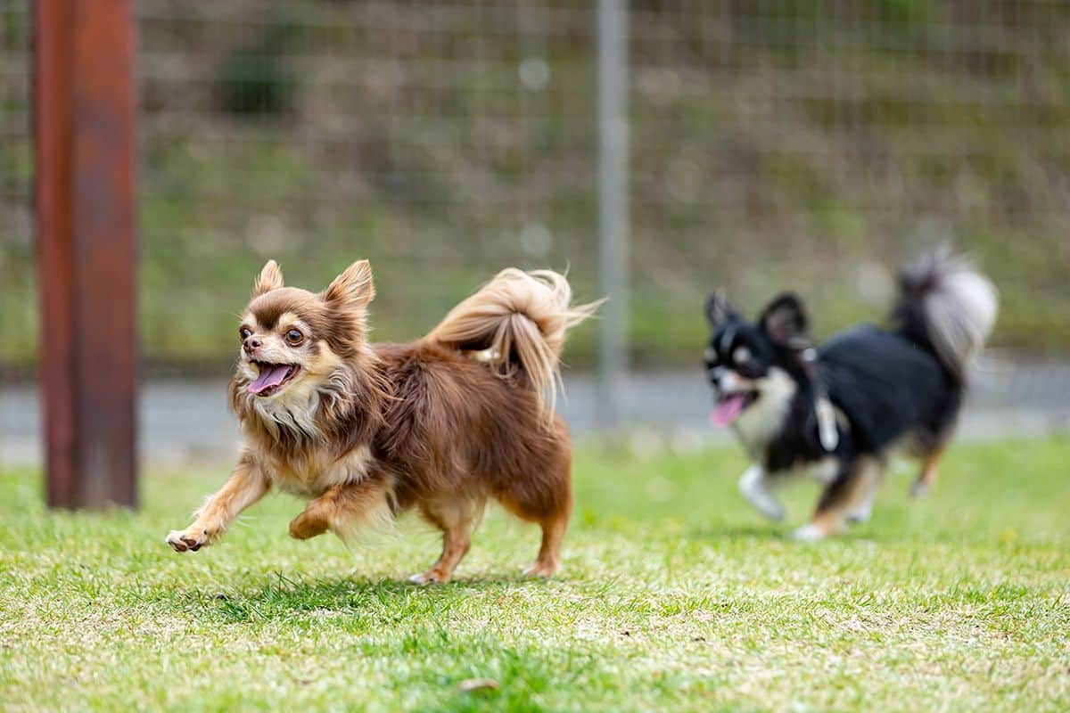 DOG PARK (Small dogs prioritized) - 0
