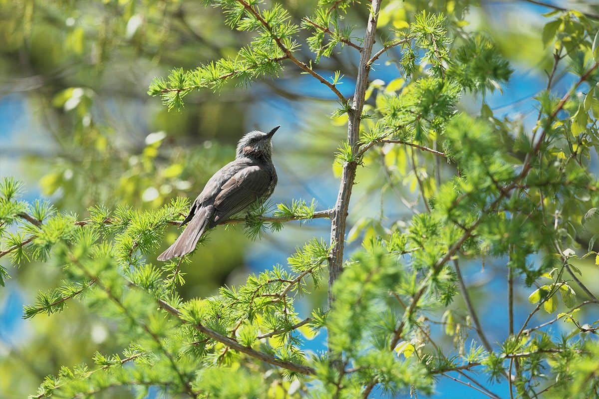 【八ヶ岳の自然に触れよう！】野鳥観察