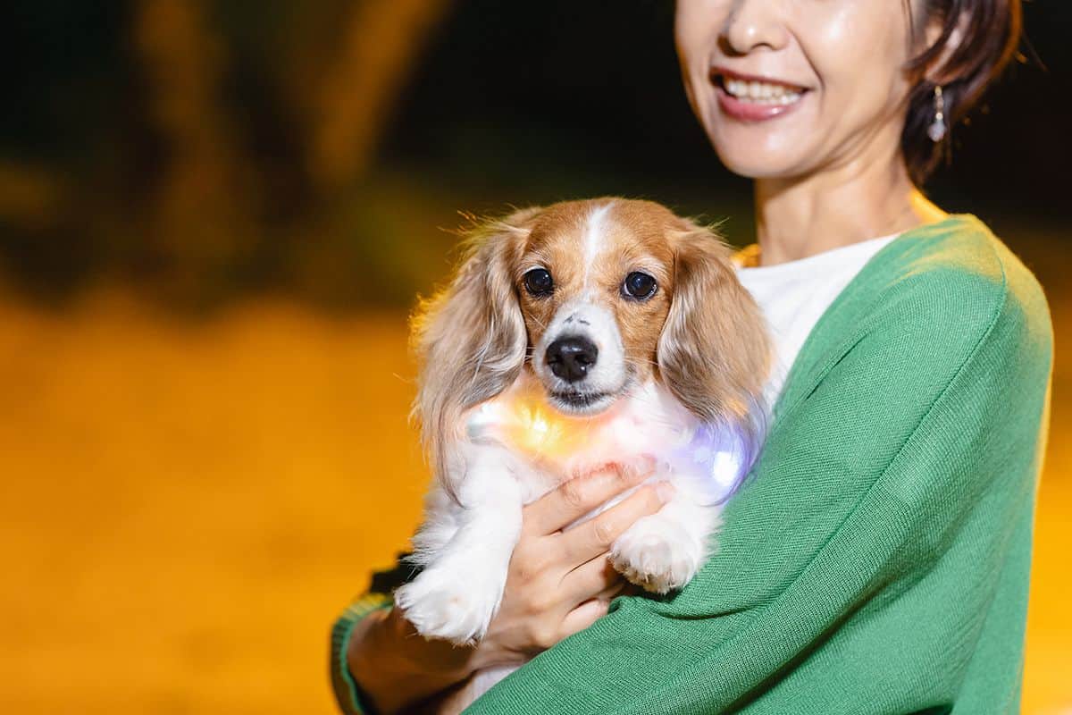 DOG PARK（中・大型犬優先）