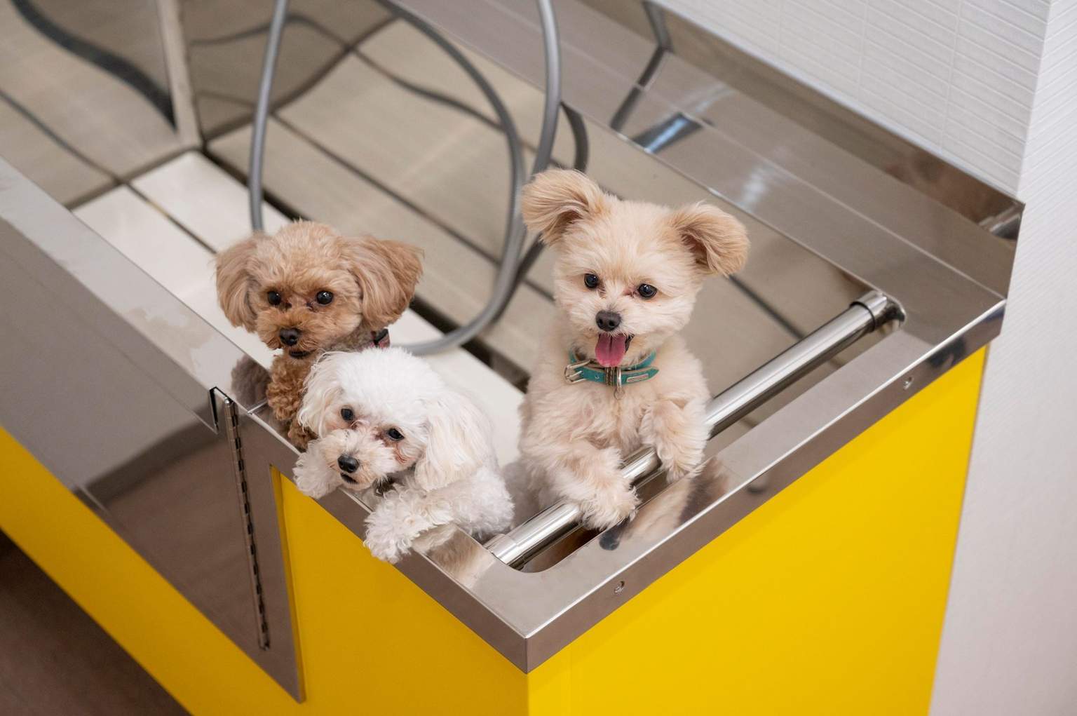 Grooming Room