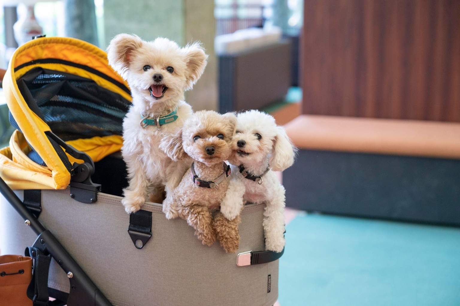 Dog cart