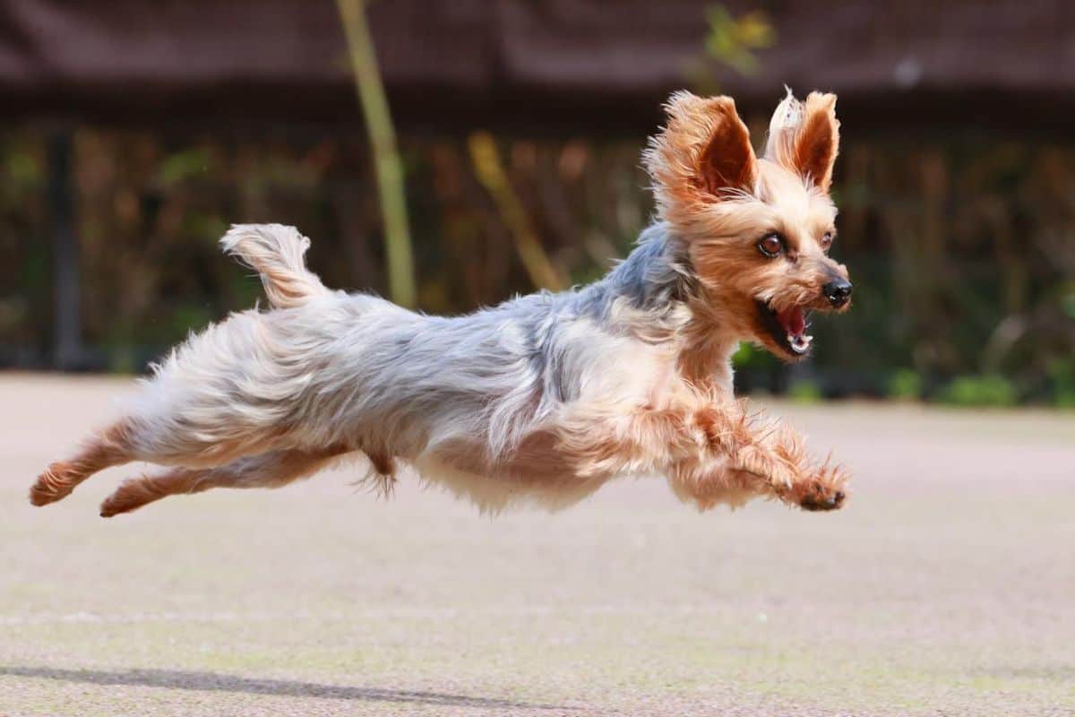 Dog Photo Studio - 0