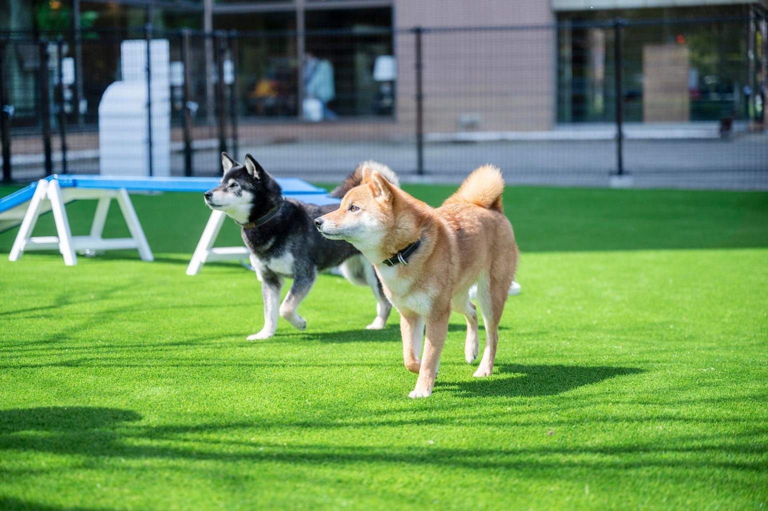 DOG PARK (Hotel Courtyard)