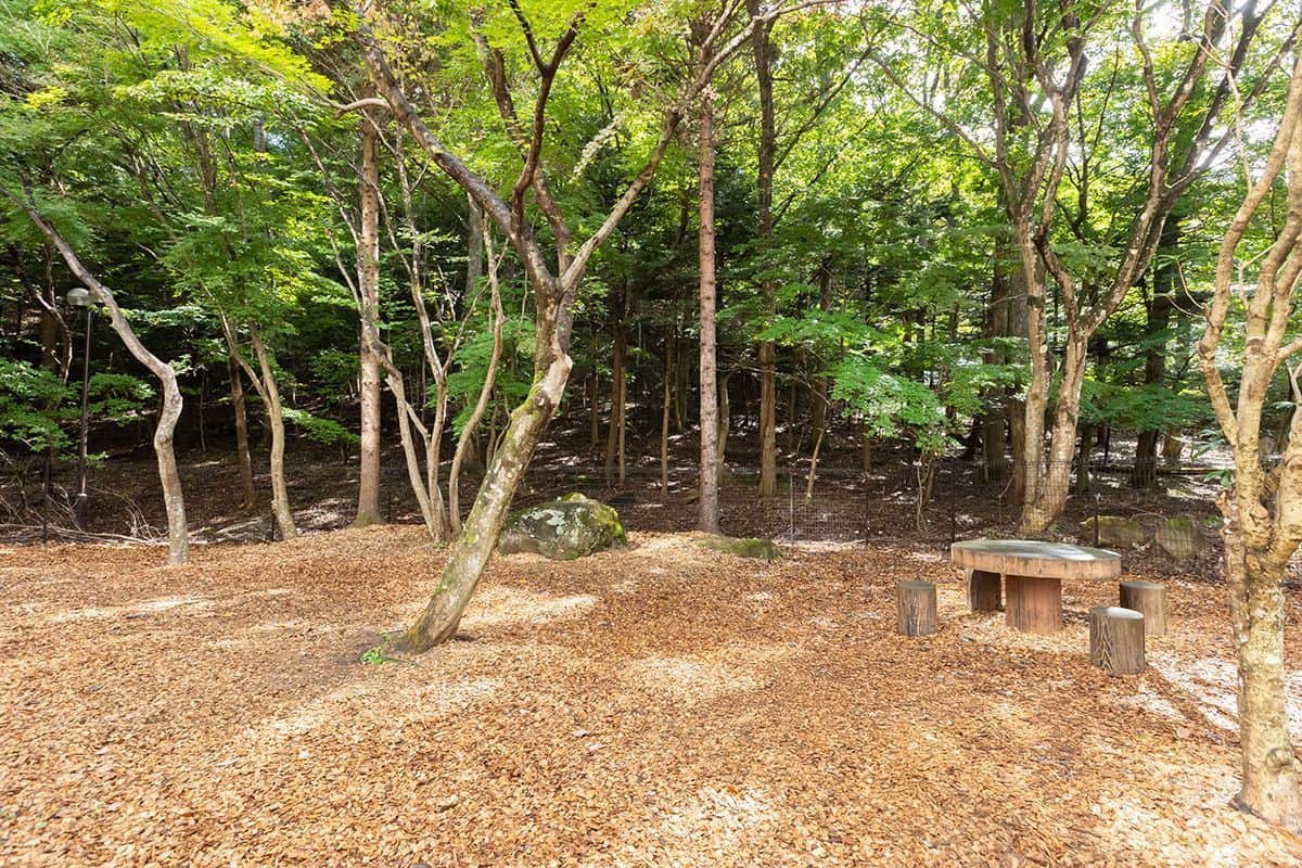 DOG PARK（小型優先）