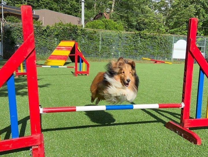 DOG PARK（アジリティガーデン）