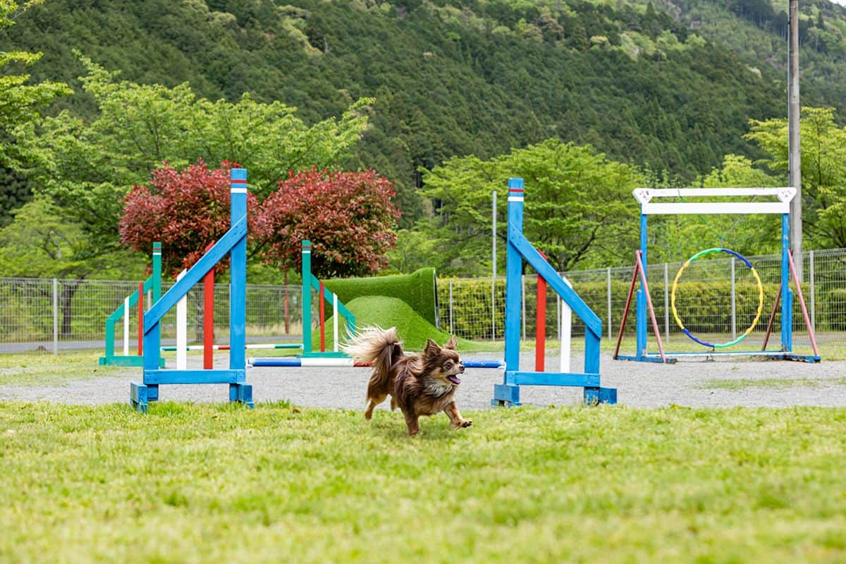 DOG PARK Seiryu (with agility equipment) - 2