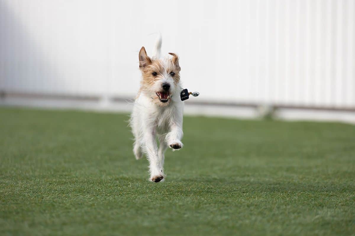 DOG PARK（ホテル横） - 0
