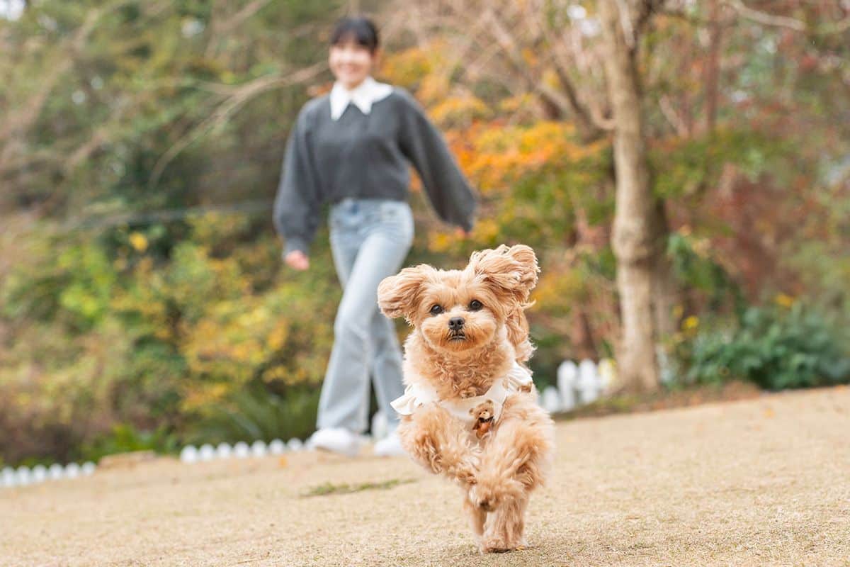 DOG PARK