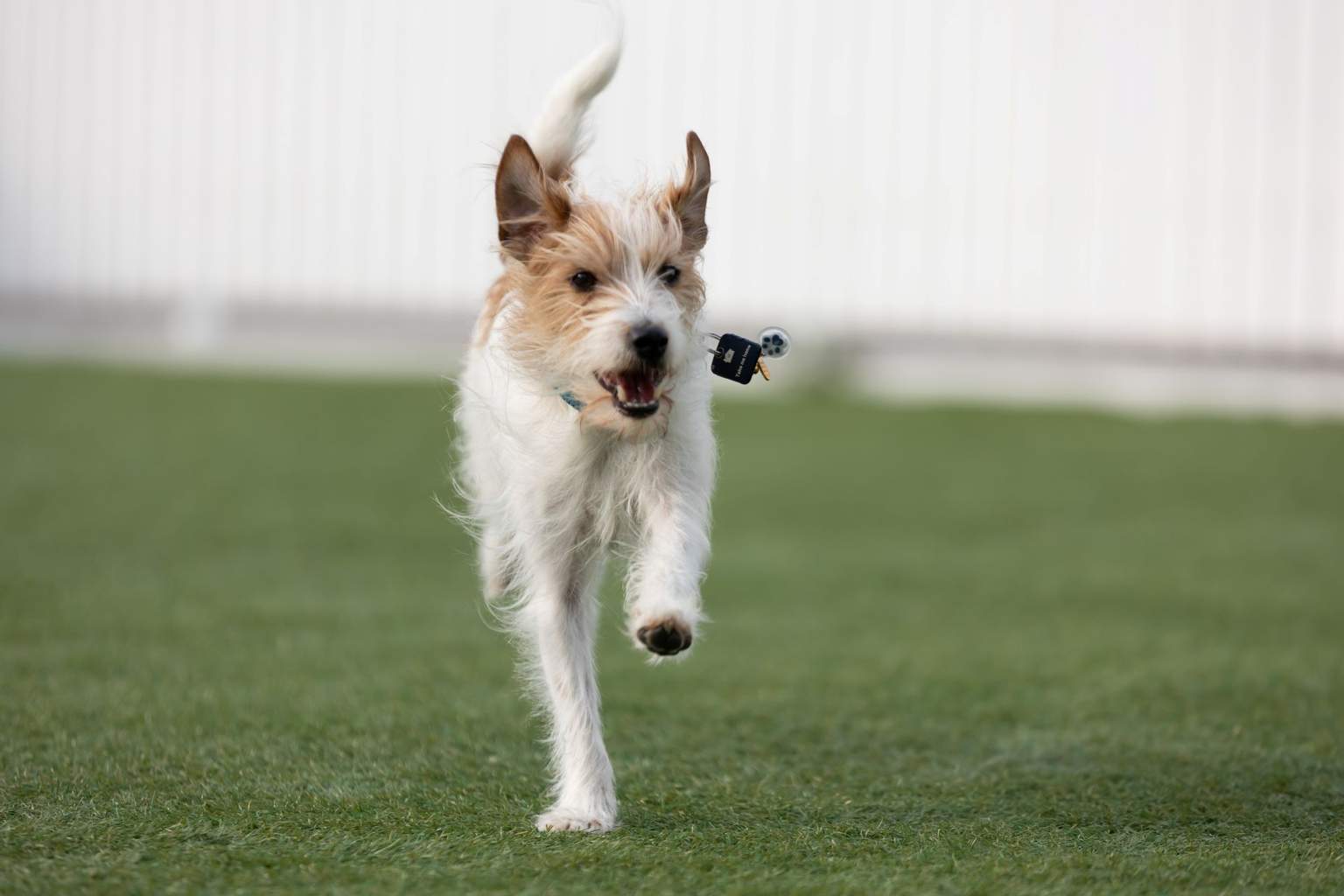 DOG PARK (호텔 옆)
