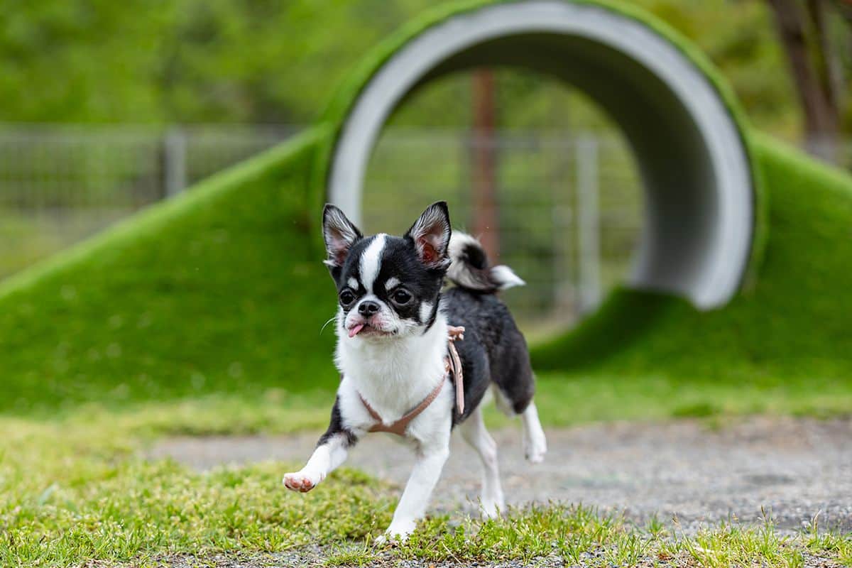 DOG PARK Seiryu (with agility equipment) - 1