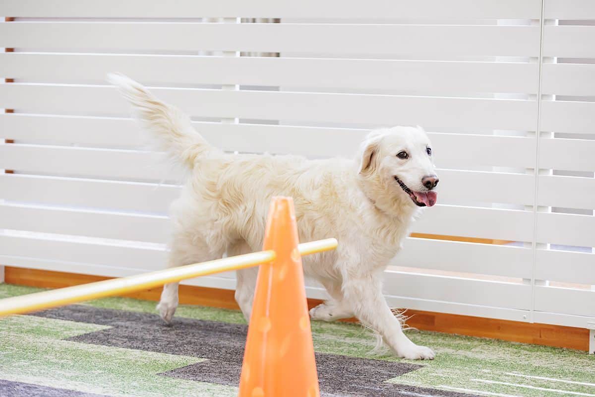 屋内プレイスペース（犬種フリー）