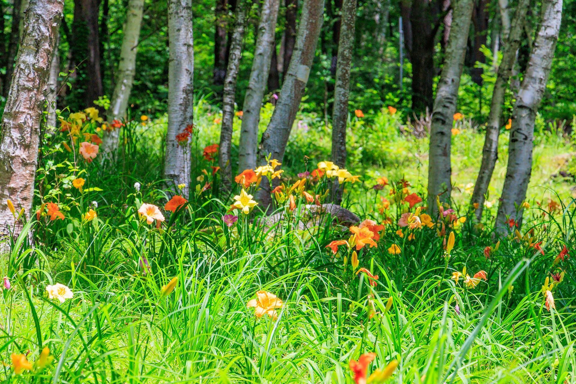 SPRING