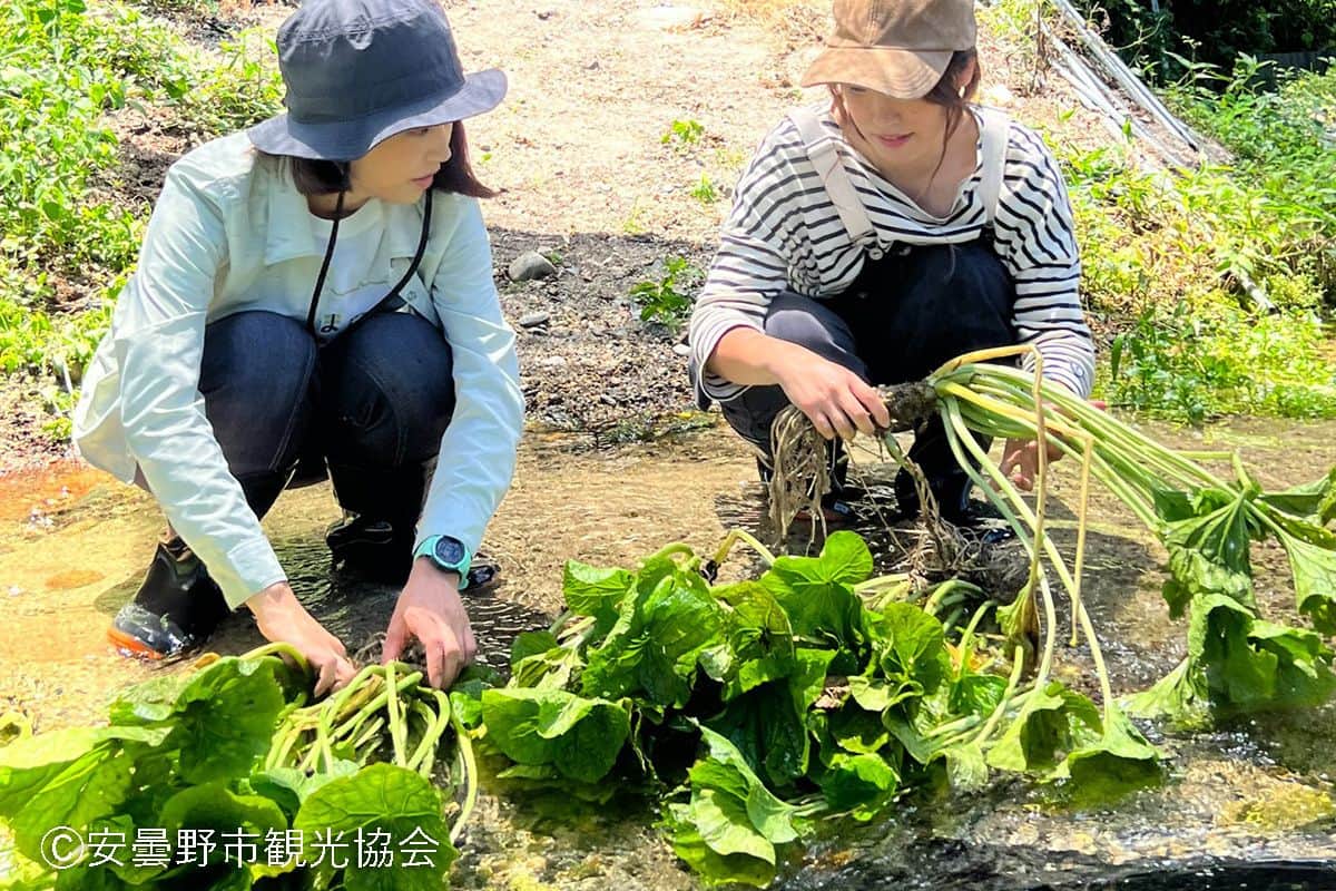 安云野芥末收获体验和信州荞麦面的午餐
