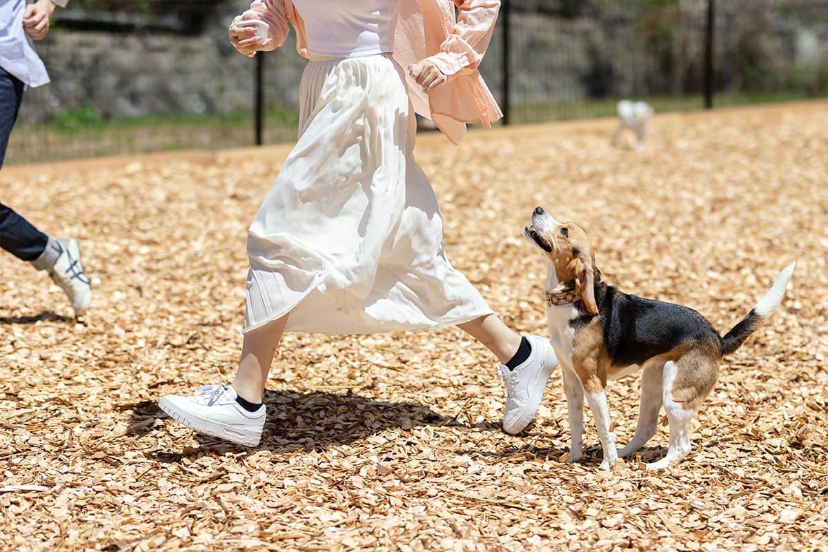 DOG PARK - 2