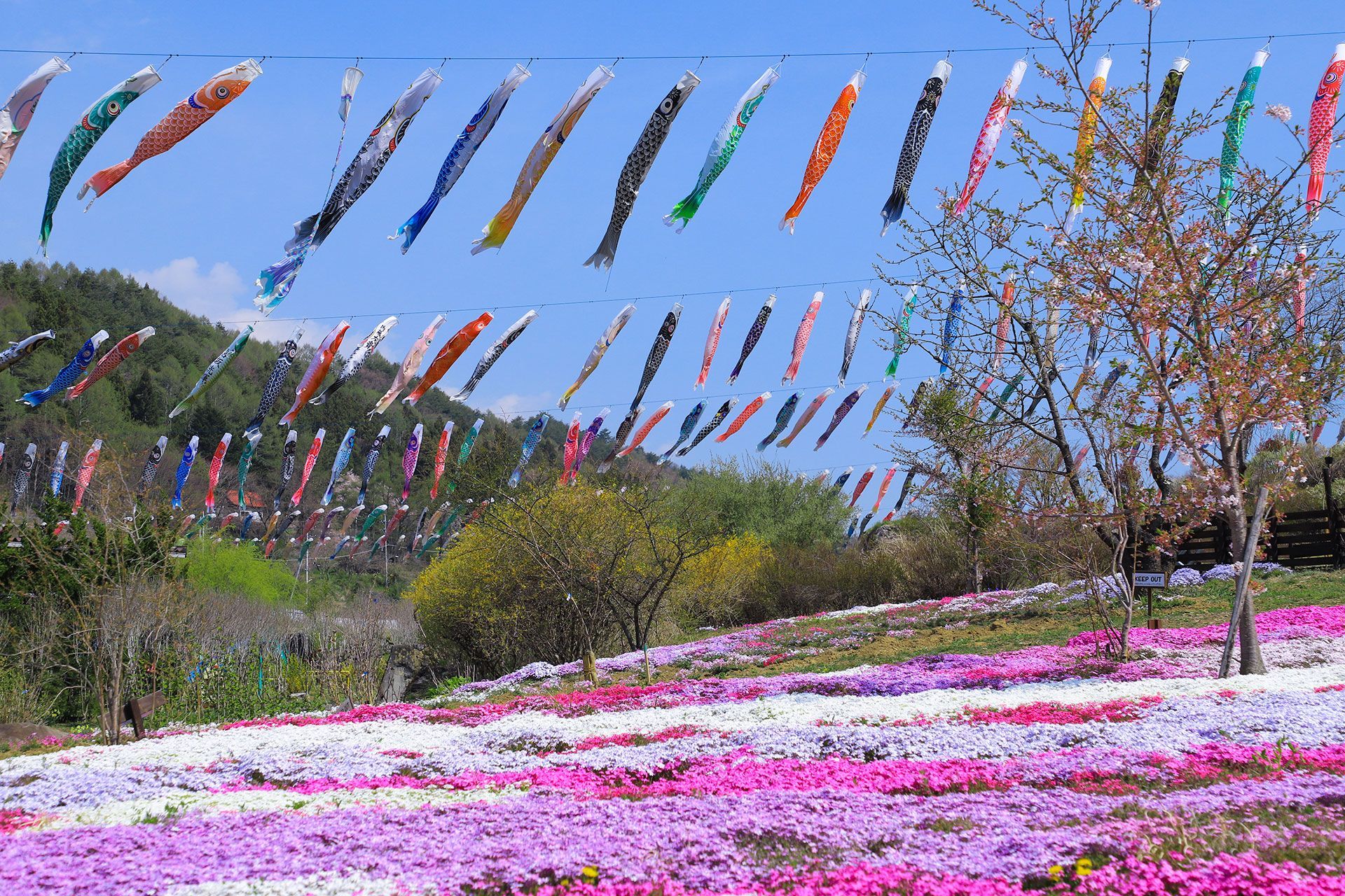 SPRING