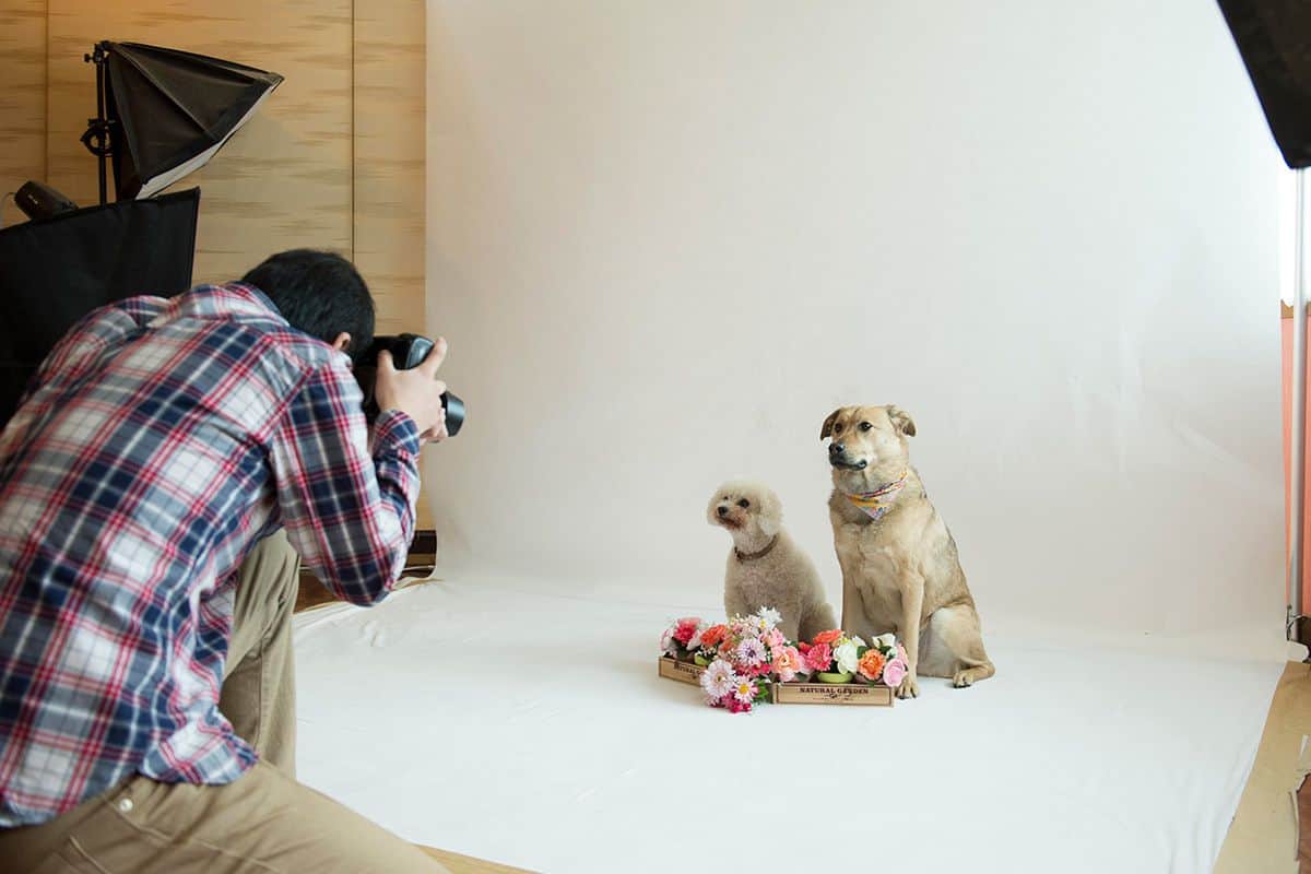 愛犬撮影スタジオ - 0