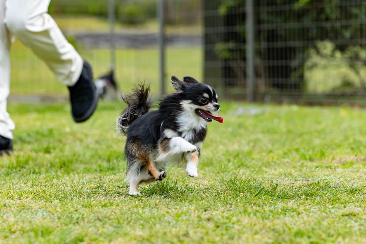DOG PARK 清流（アジリティ付）