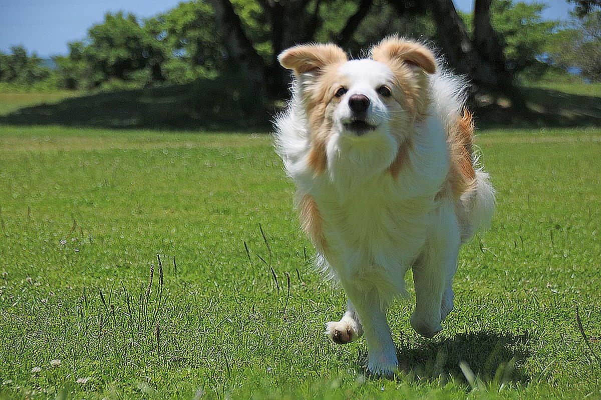 敷地内お散歩コース - 2