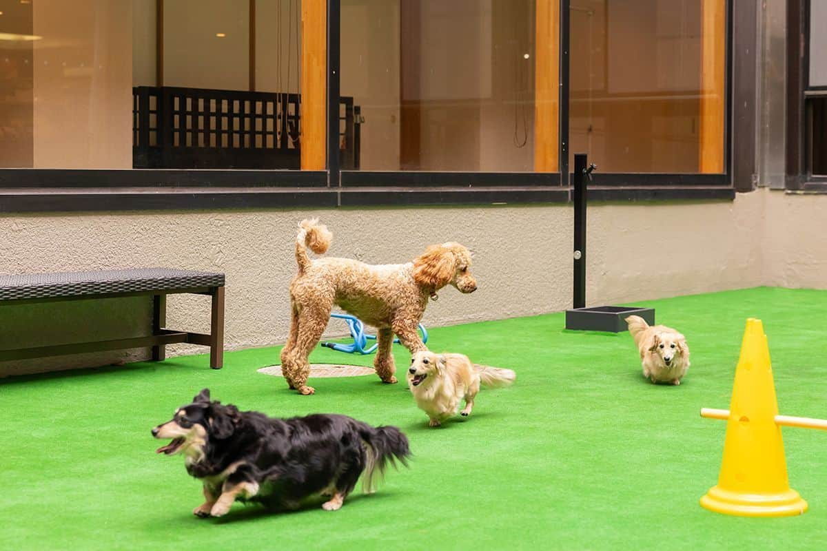 DOG TERRACE