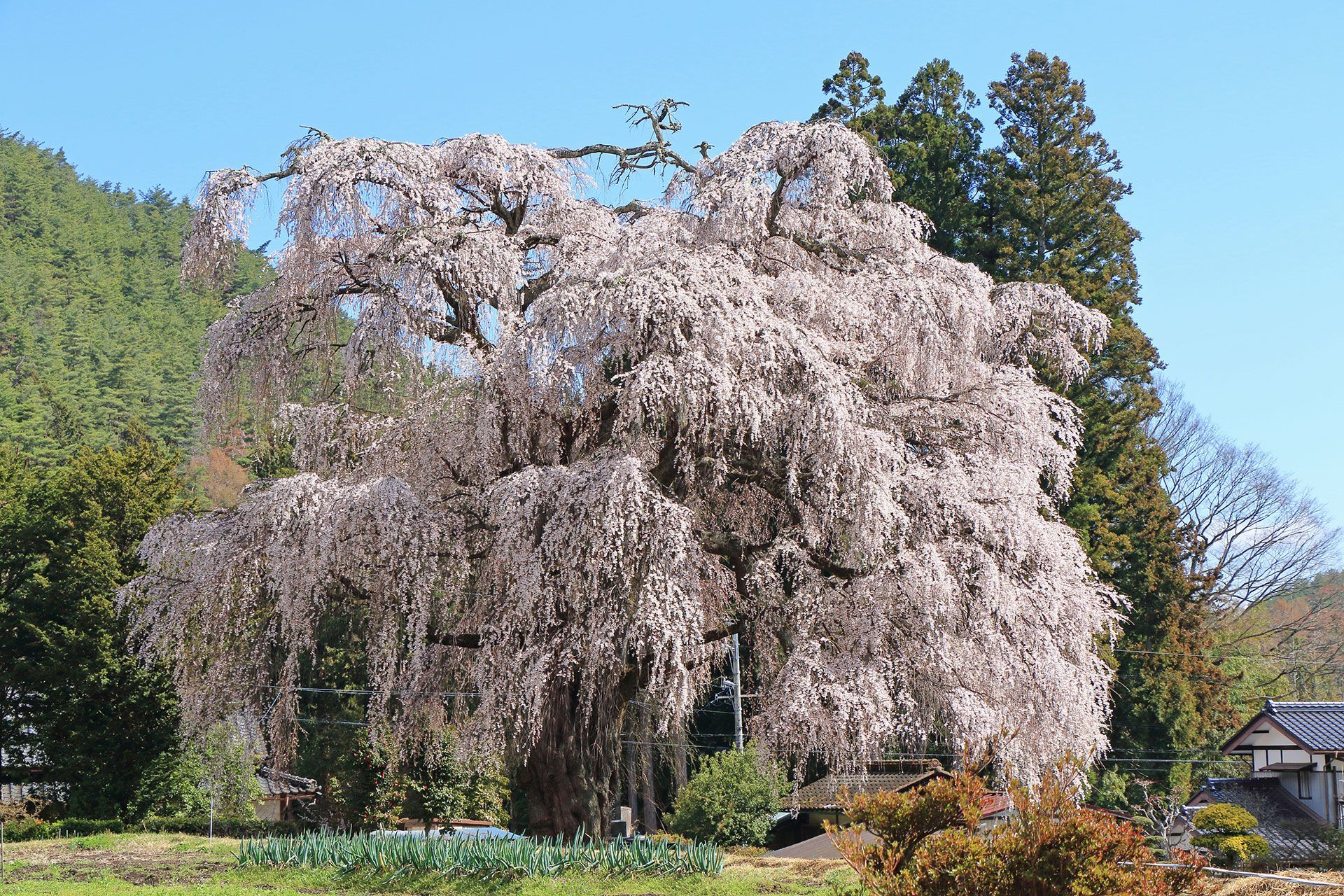 SPRING
