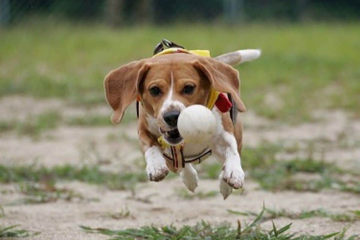 わんこフォトサービス - 0