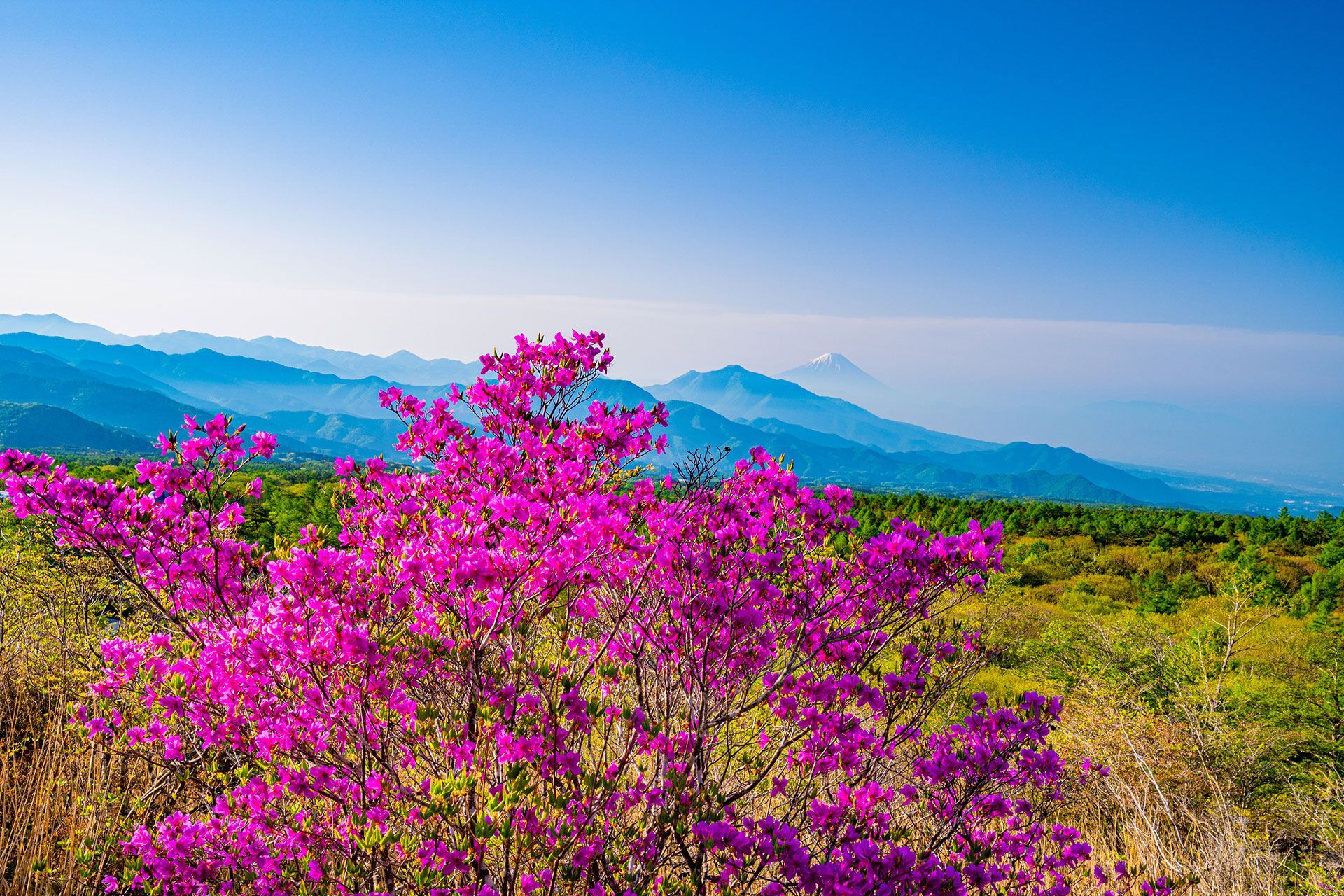 SPRING