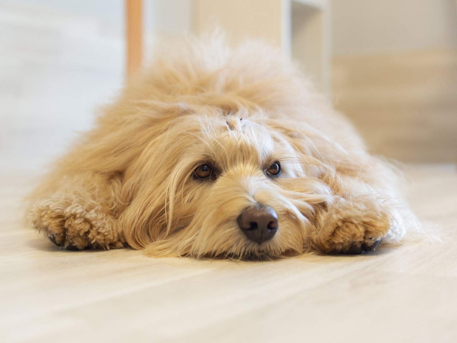 愛犬寄存服務