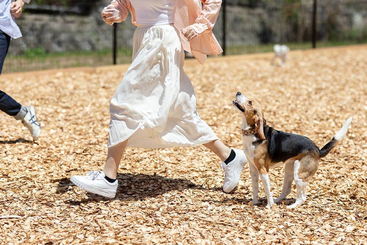 DOG PARK