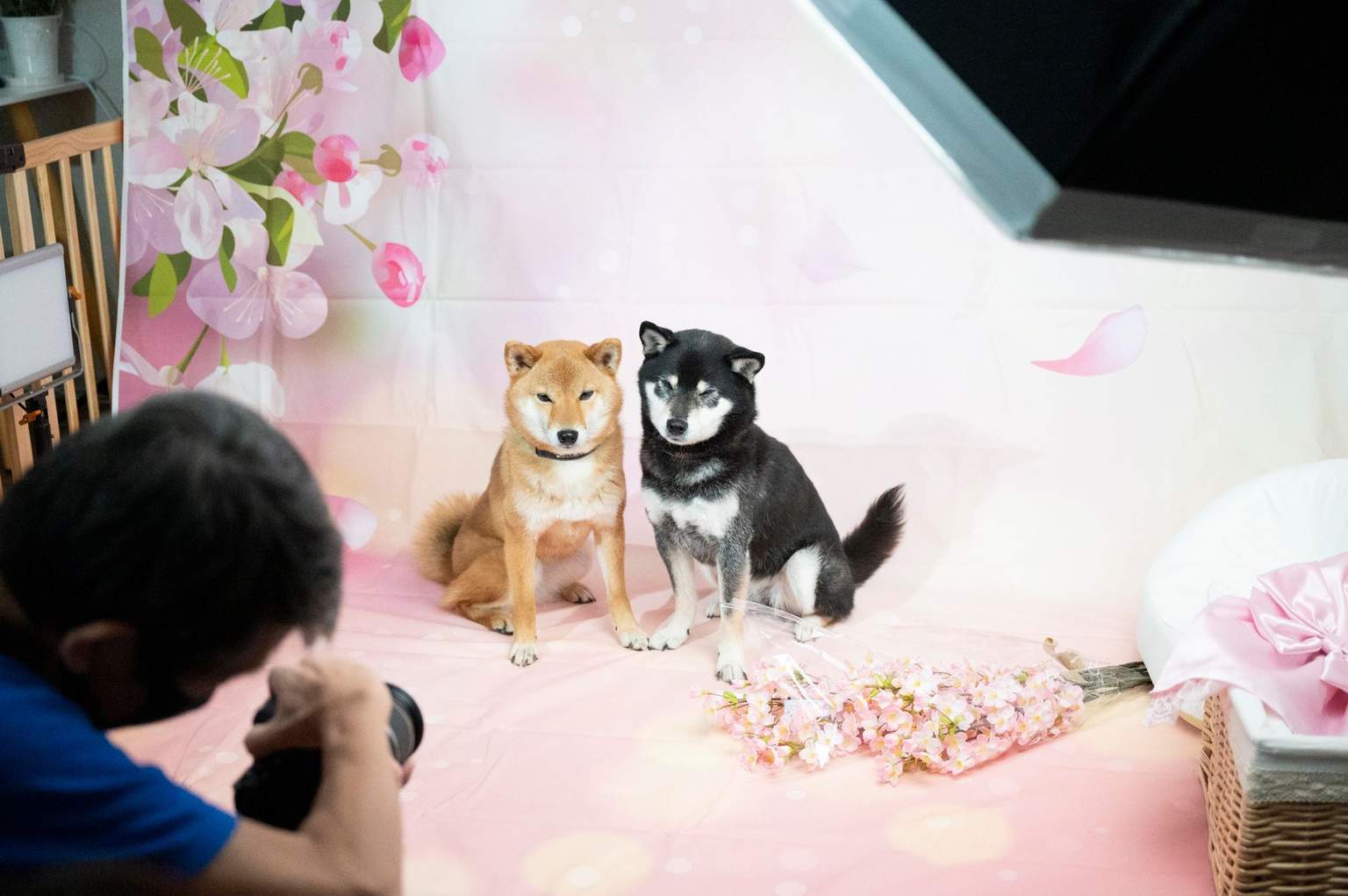 Dog Photo Studio