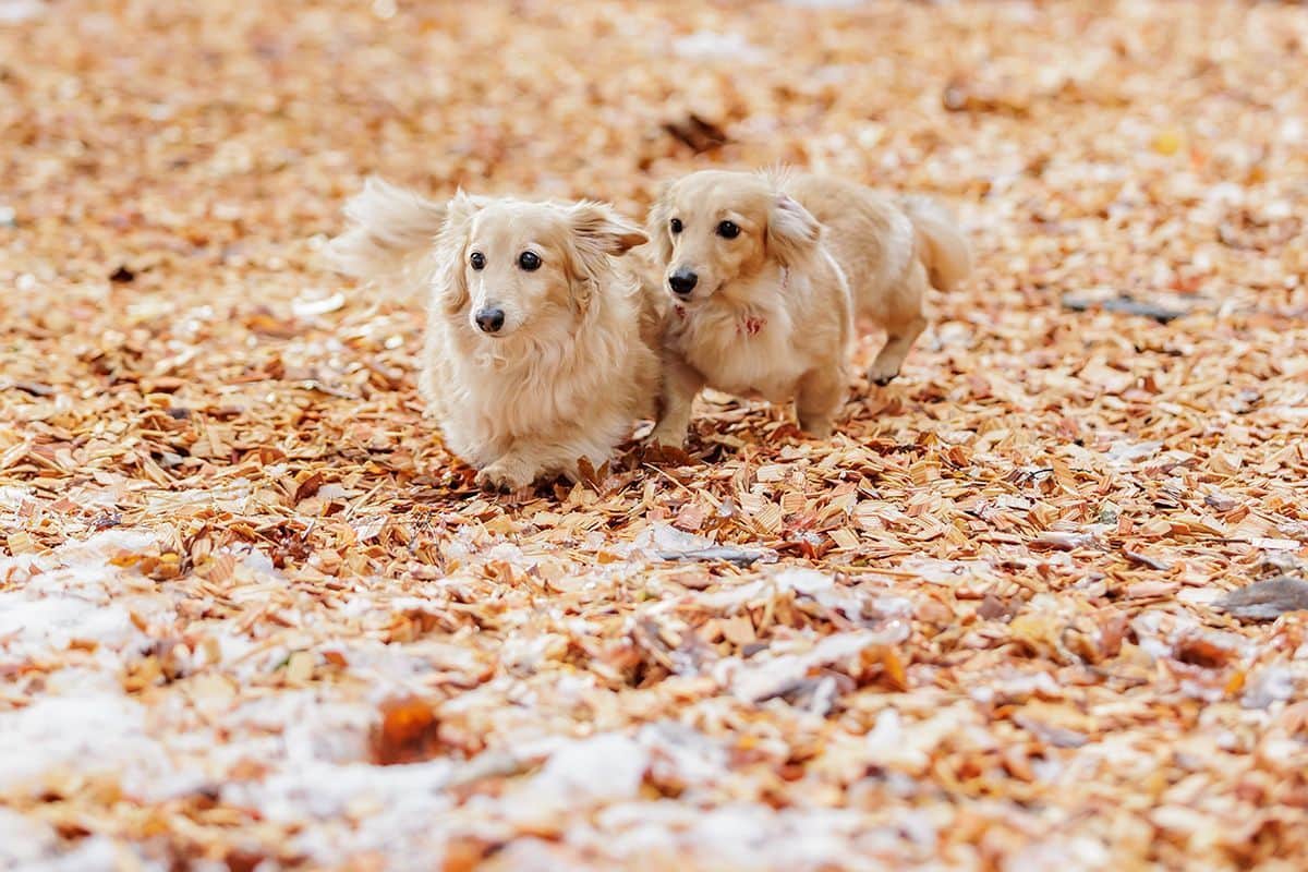 DOG PARK（小型優先）