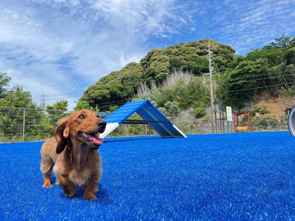 <p><span><strong>The dog park has a misting system, so there's no need to worry about burns even in the middle of summer.</strong></span></p>