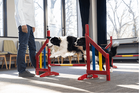 <p><span><strong>Equipped with Indoor Play Space</strong></span><br><span><strong>You can play with your dog even on rainy days.</strong></span></p>