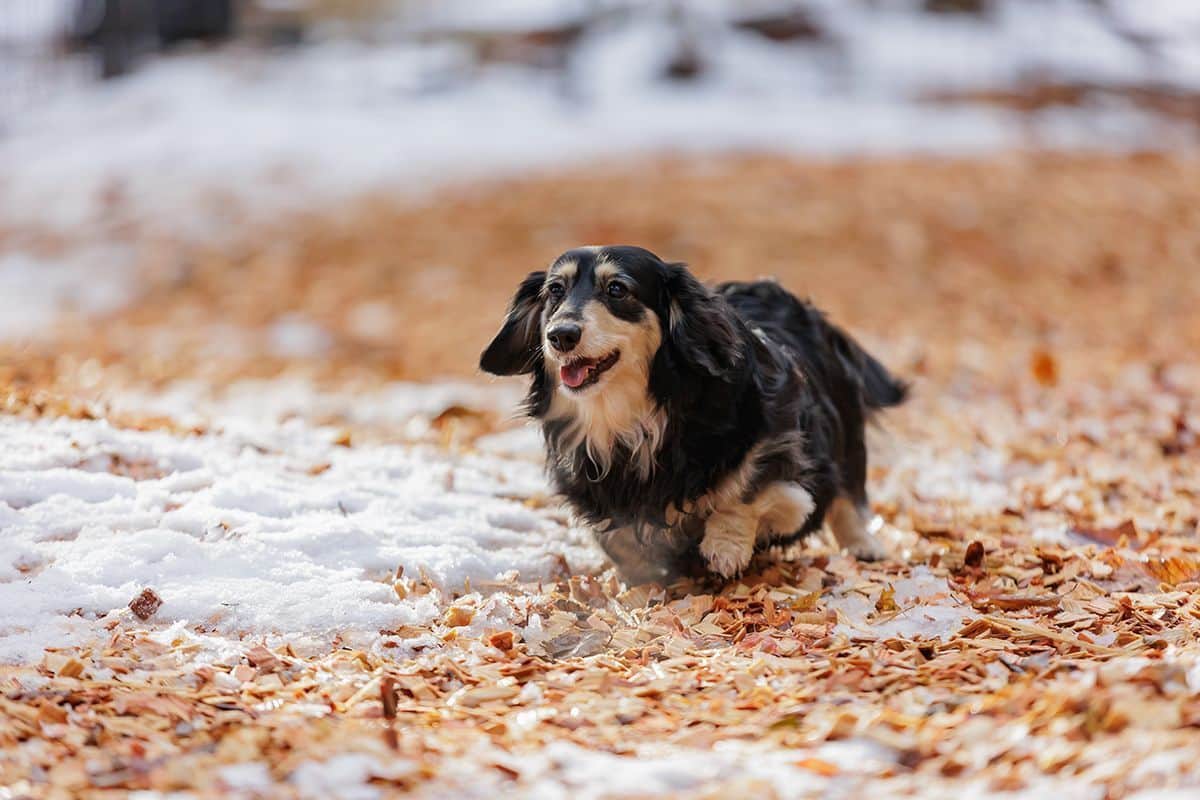 DOG PARK（小型優先）