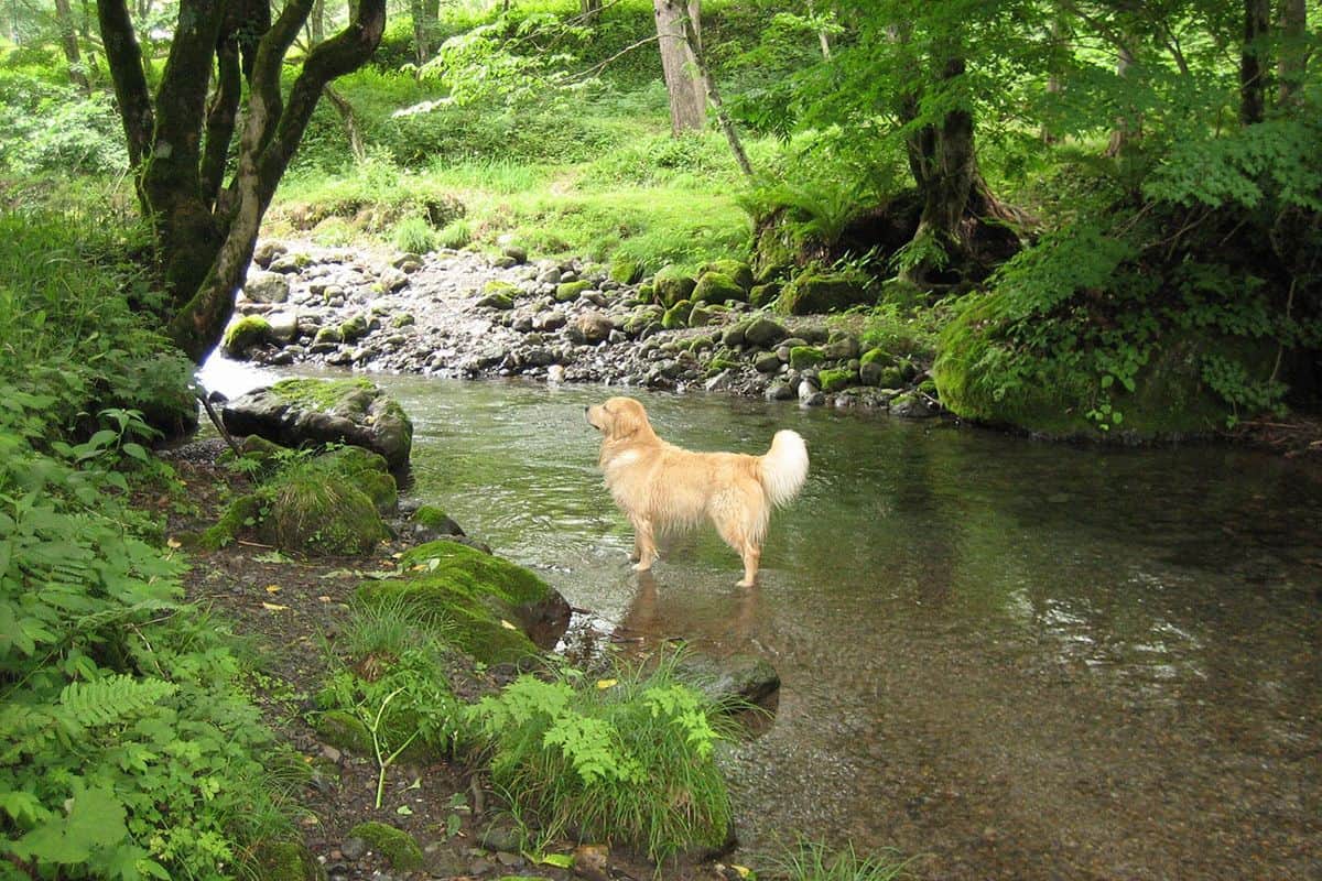 清流　久手川 - 0