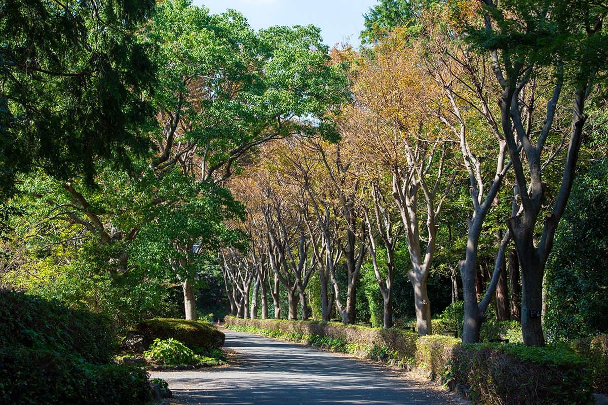 お散歩コース - 1