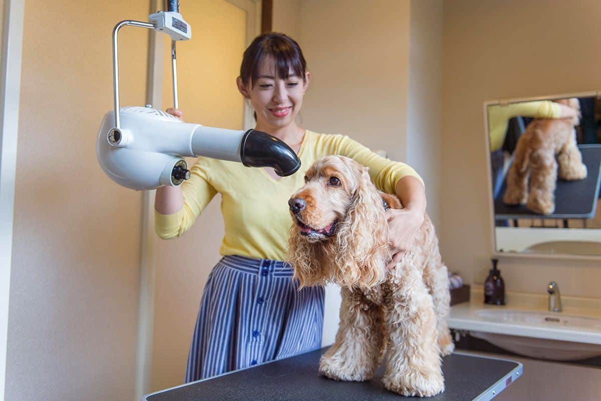 Self-service shampoo room for your beloved dog