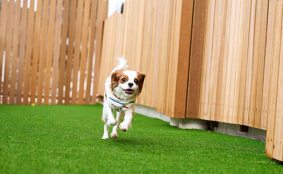 ドッグパーク（ドッグラン） - 2