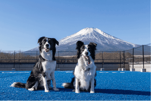 <p><span><strong>Gentle on your dog's paws</strong></span><br><span><strong>Dog run using artificial turf</strong></span></p>
