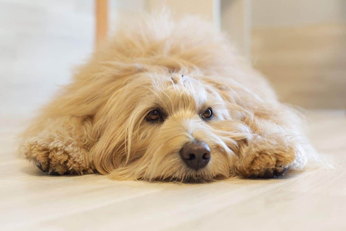 Pet dog care