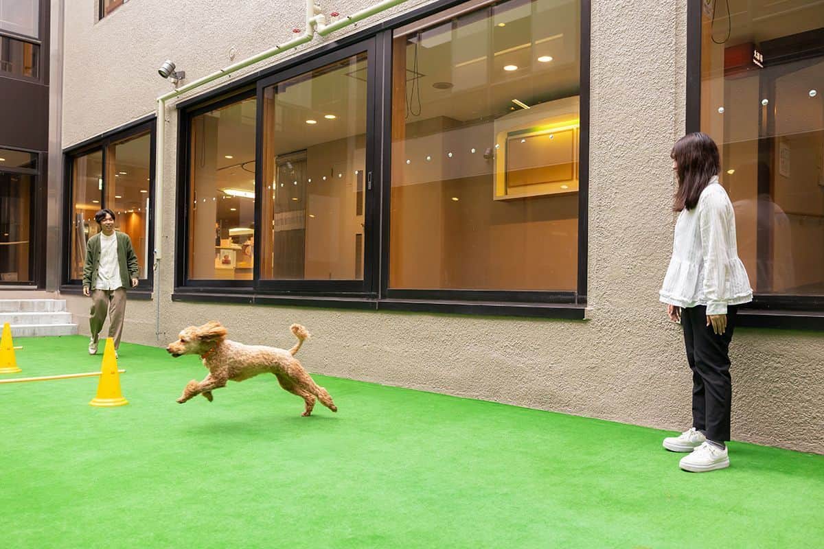 DOG TERRACE