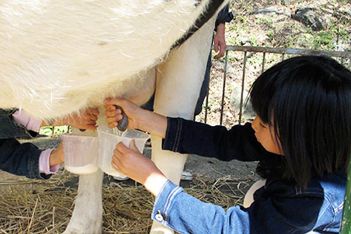 鷹山ファミリー牧場体験