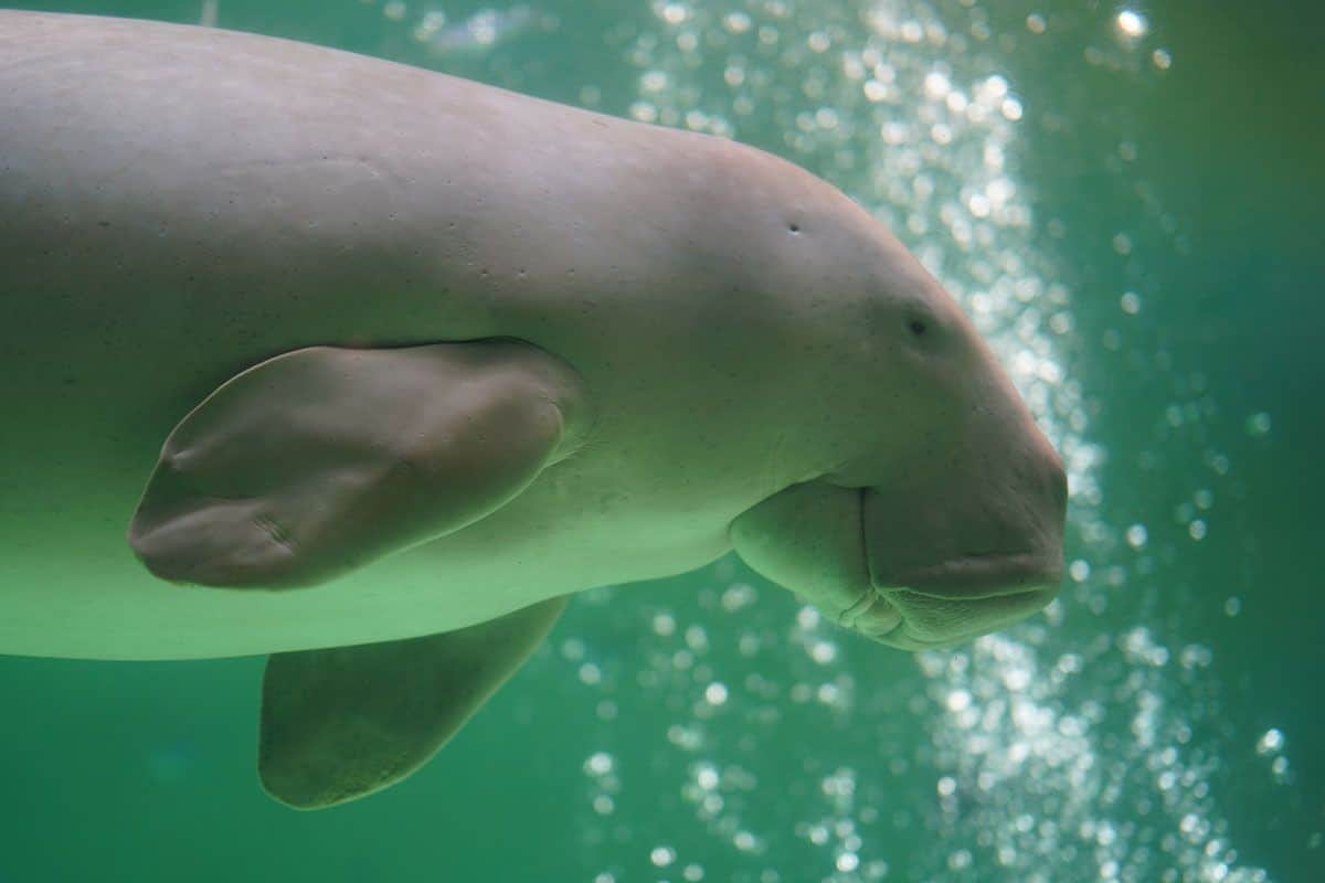 鳥羽水族館
